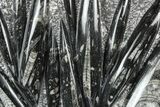 Polished Fossil Orthoceras (Cephalopod) Plate - Morocco #372640-1